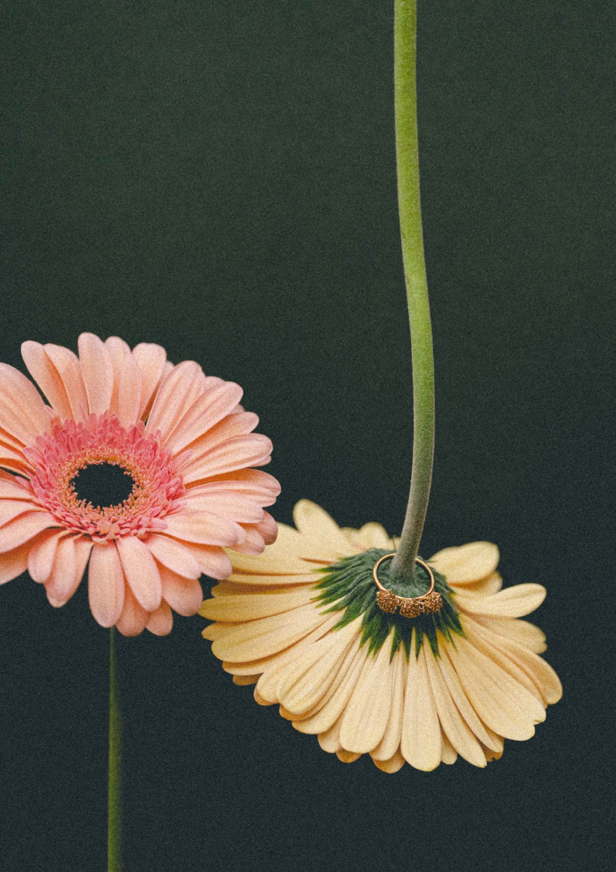 Anillo grande Amarant de Plata