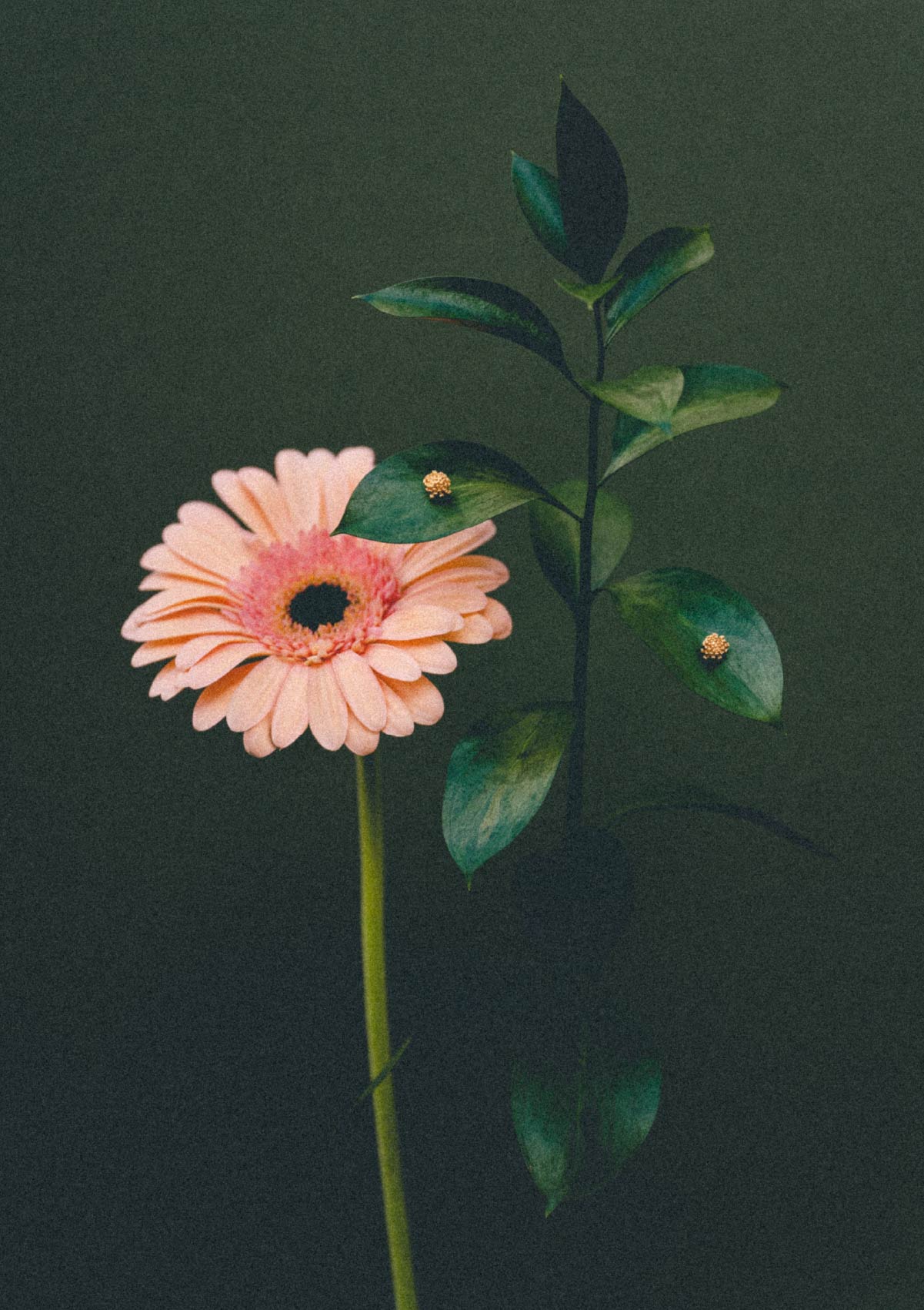 Pendientes pequeños Amarant de plata