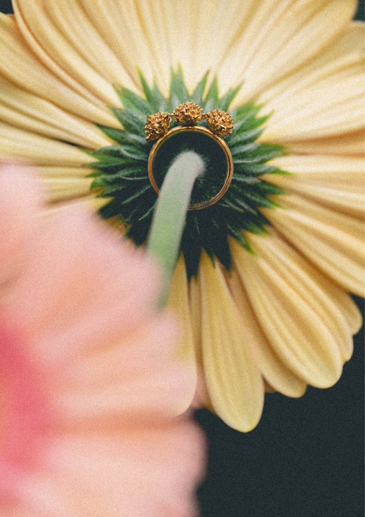 Anillo grande Amarant de plata con baño de oro amarillo