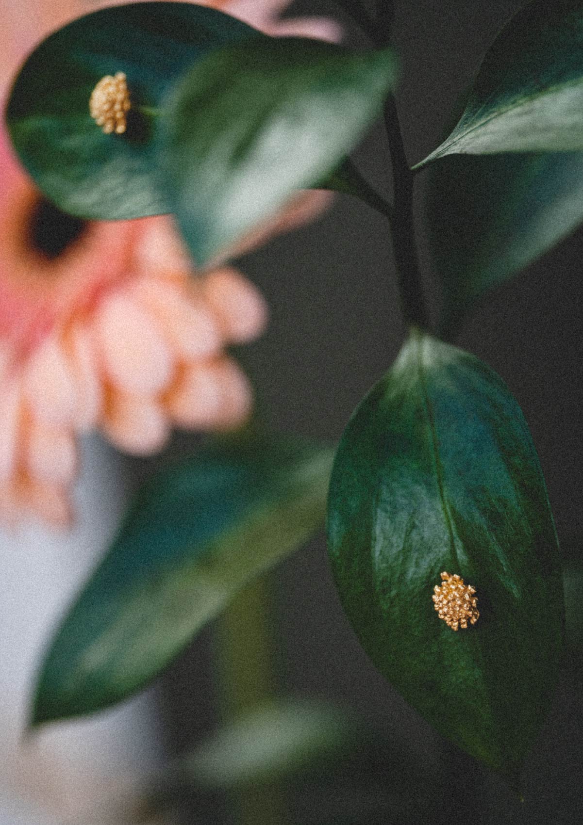 Pendientes pequeños Amarant de plata con baño de oro amarillo